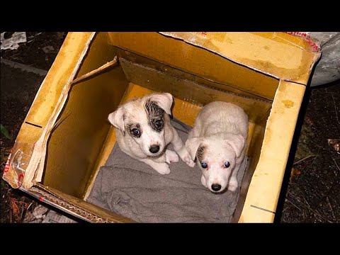 Tiny Puppies Left in Carton Box near Trash Can