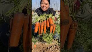 Super removal carrots from farmers with rural farming life agriculture carrot