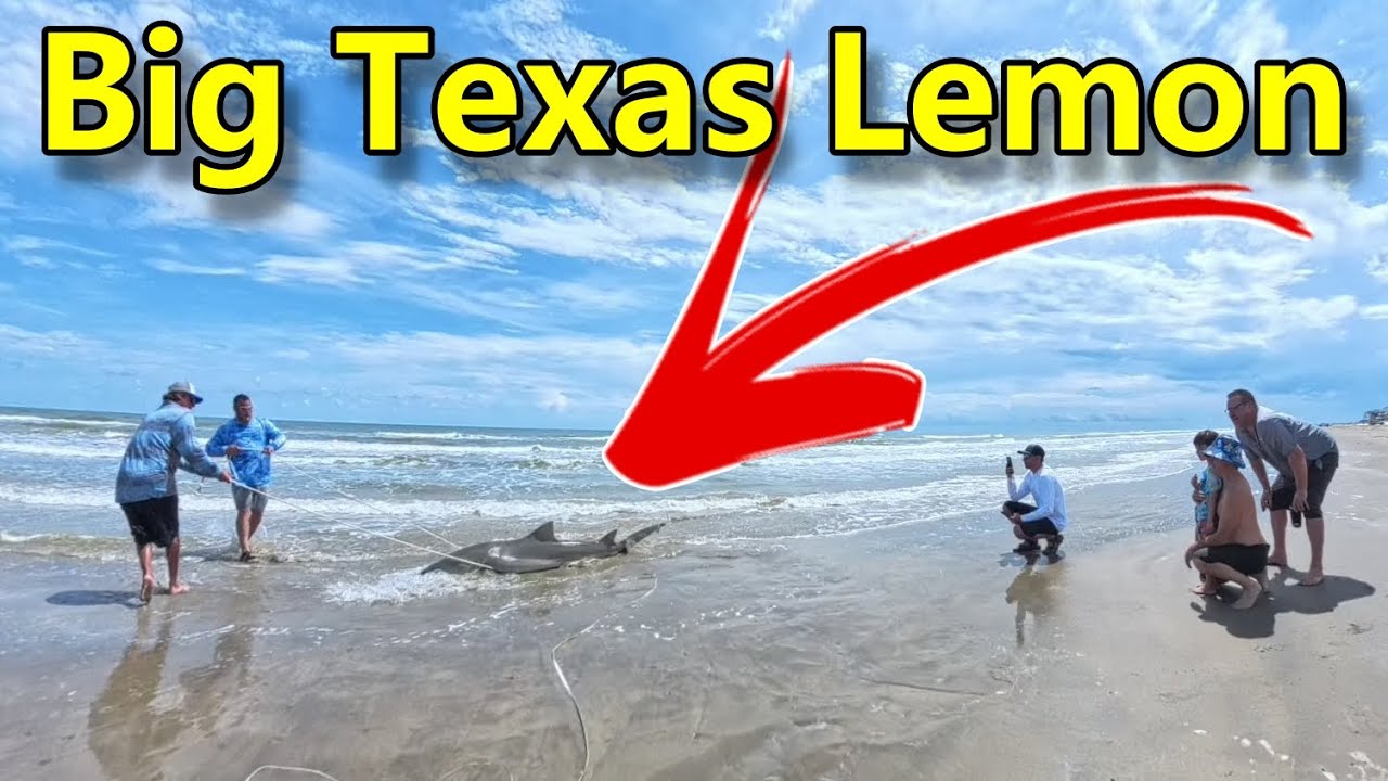 ОГРОМНЫЙ! Лимонная акула у берега Верхнего Техаса