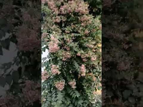 beautiful flowers vine status video nature status video | nature's world subscribe for more videos |