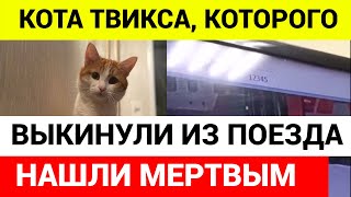 Замерзшего Кота Обнаружили В Снегу Недалеко От Железной Дороги