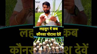 लहसुन में कंद के लिए कौनसा पोटाश | Lahsun ka kand kaise badhaye || Lahsun me potash kab dale || Npk screenshot 3