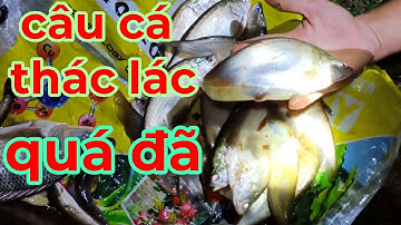 Cắm câu bắt cá thác lác/go fishing at night