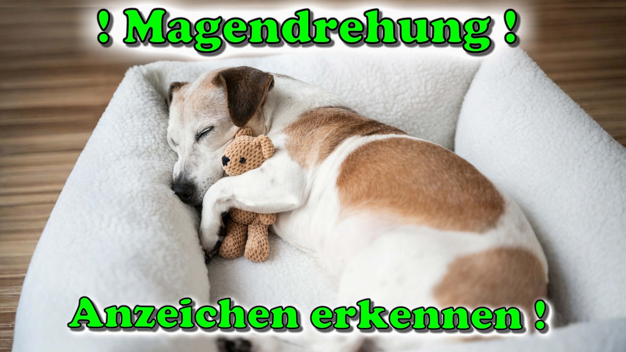 Magendrehung beim Hund: Symptome erkennen & Ursachen vermeiden ! 👍- Unsere Erfahrungen