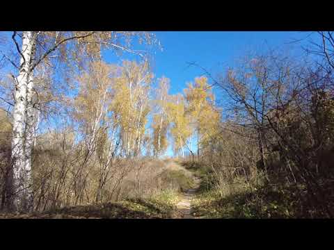 4K Autumn forest walk in Vyshhorod, Ukraine - DJI Osmo Pocket II