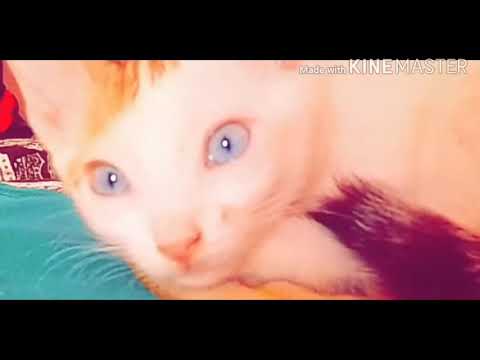 Cat Baby cute - soooow pretty ❤❤❤🐈fine video