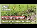Erdbeeren als Bodendecker im Syntropischen Agroforst | Sortengarten | VLOG 20.09.2023