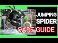 How to Keep and Care for Jumping Spiders - Jumping Spider Care Guide