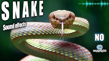 Snake Sounds , Snake Noises,Snake Hissing Sound Effect No Copyright
