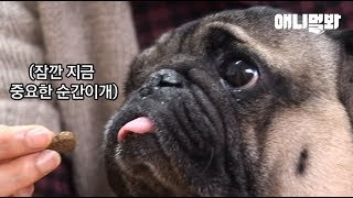 야동을 틀어줘야 밥 먹는 퍼그..ㅋ ㅣ Pug Dog Gotta Watch A Baseball Game Video To Eat.. LOL screenshot 4