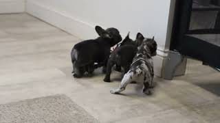 French Bulldog Puppies For Sale