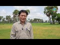 វត្តមានរុយសនៅកម្ពុជា និងការបំផ្លាញលើដំណាំស្រូវ ជាមួយនឹងវិធានការកម្ចាត់