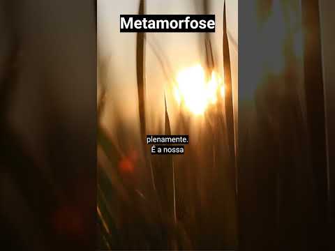 Metamorfose #anonovo  #reflexão  #trendingshorts #frases  #texto #autoconhecimento