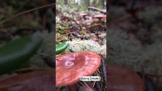 природа севера. #лебедев #россия #shortvideo #shorts #travel #valeriylebedev #blogeron