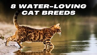 WaterLoving Cat Breeds: Top 8 Favorites