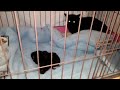 保護猫 首に重傷を負った猫と、「堕胎+避妊手術」or「出産+避妊手術」の選択を迫られた妊娠中の猫を保護しました。＃52