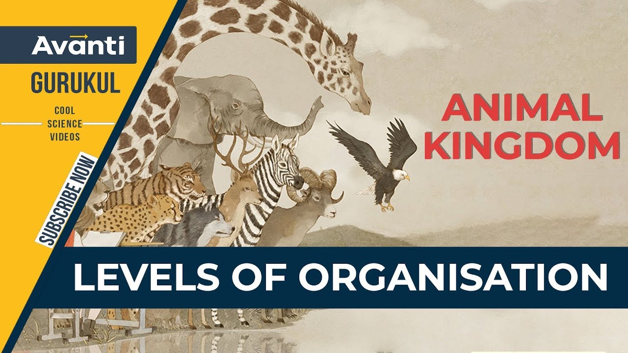 11B04 - Animal Kingdom - Levels of Organisation in Animals | Animal Kingdom  | NEET Important Topic - YouTube