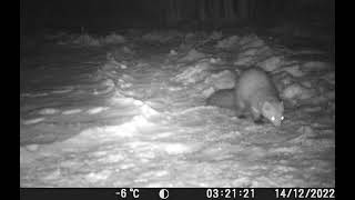 Marten sniffing through the snow (Garden trail cam video, fun cute) Marder