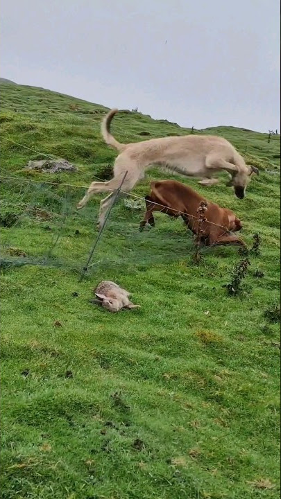 #ferreting #rabbiting #hunting #fieldsports #workingdog #lurcher #huntingdog