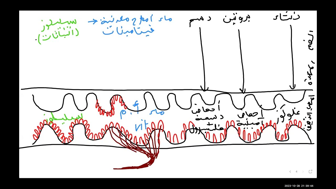 شرح مبسط للامتصاص المعوي من حصة زوم الرابعة متوسط