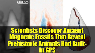 Scientists Discover Ancient Magnetic Fossils That Reveal Prehistoric Animals Had Built-In GPS