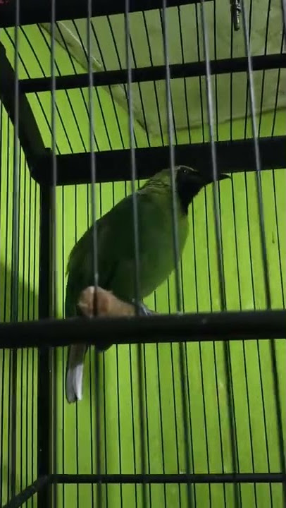 cucak hijau nembak isian kenari