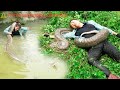 Timelapse: Harvesting over 1000 papayas in 72 hours -Girl shocked to encounter giant python on river