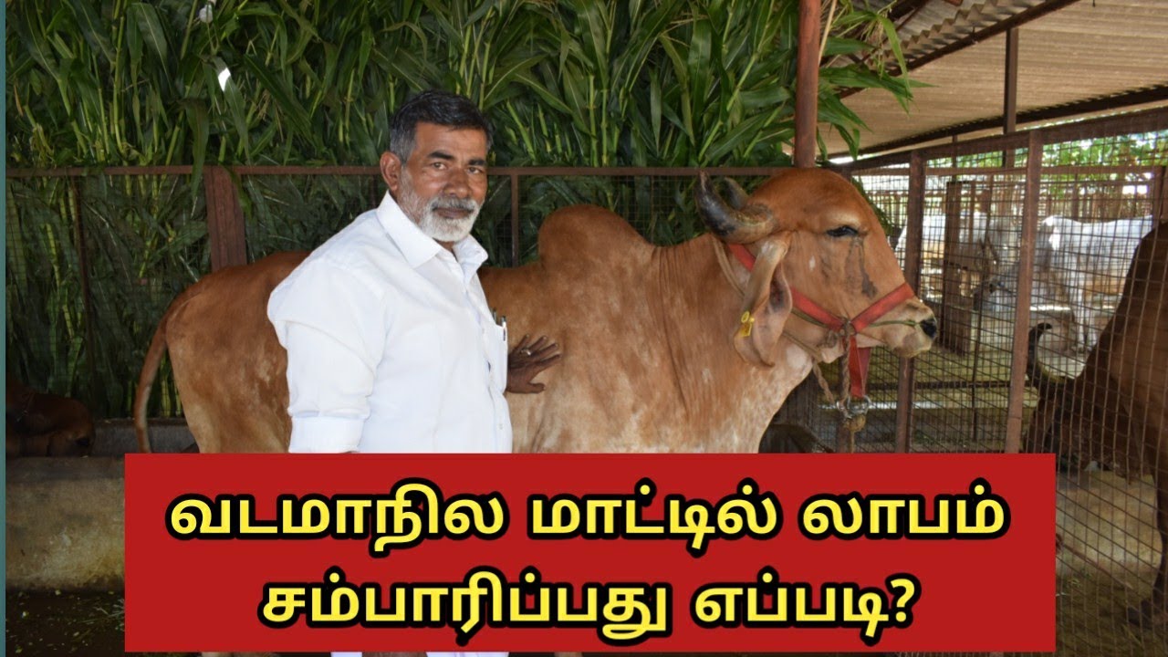 வடமாநில நாட்டுமாட்டை வாங்குவோர் கட்டாயம் பாருங்க | North indian desi cow farm Tamil nadu