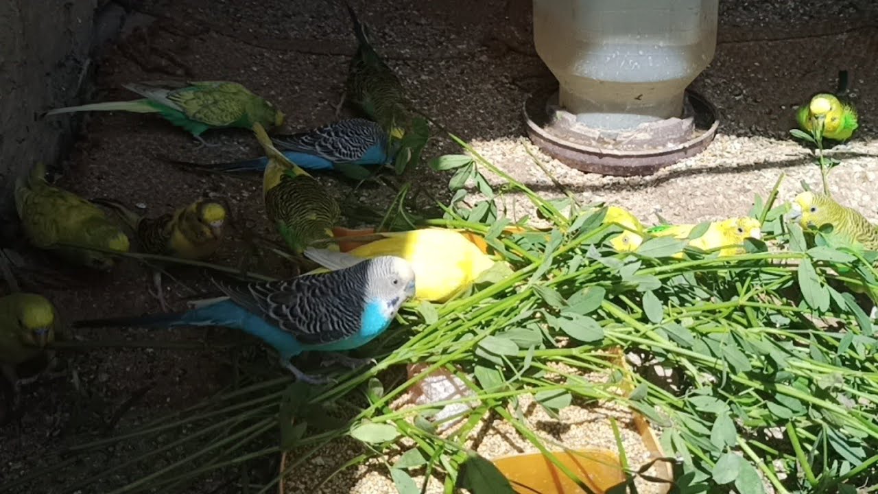 Budgies favorite green 🍏food healthy parrot Budgies kaise kharide