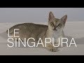 Tutocat - Le Singapura の動画、YouTube動画。