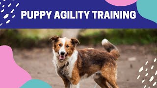 When Can I Start Puppy Agility Training?