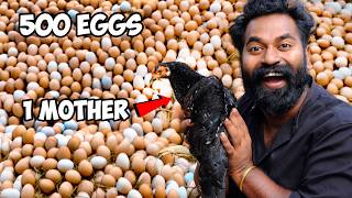 Download Lagu Hatching 500 Eggs For 1 Hen Mother | 500 മുട്ടക്ക് ഒരു തള്ളക്കോഴിനെ വെച്ചാലോ | M4 Tech | MP3
