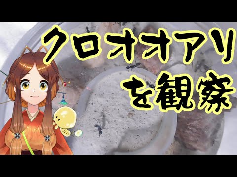 【アリ飼育観察】クロオオアリを観察🐜　ワーカー２５匹程度　２年目【姫蟻エイル/Vtuber】