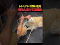 レトリバーが飼い主を知らんぷりする理由