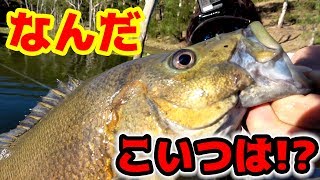 海外遠征2日目！狙うのは見た事も聞いた事もない巨大魚！？　#4