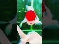 redcap⛑️ flowerhorn 🐟#shorts #fish #shortvideo #youtubeshorts