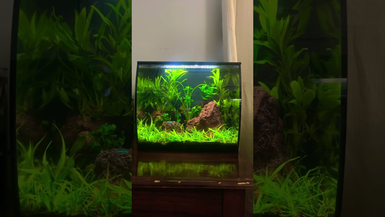 9 gallon planted  Fluval flex tank with neon tetra and shrimp