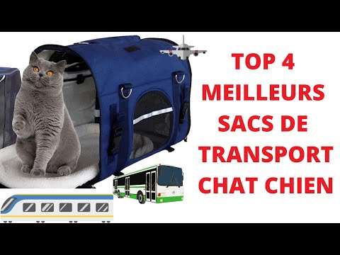 Vidéo: Comment Choisir Un Sac De Transport Pour Chien