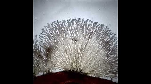 Mocha Diffusion Closeup