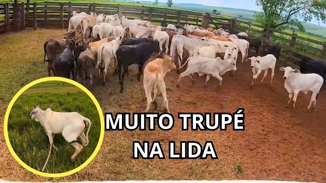 LAÇANDO A NOVILHA E LANÇAMENTO DE DUAS MÚSICAS DO CANAL