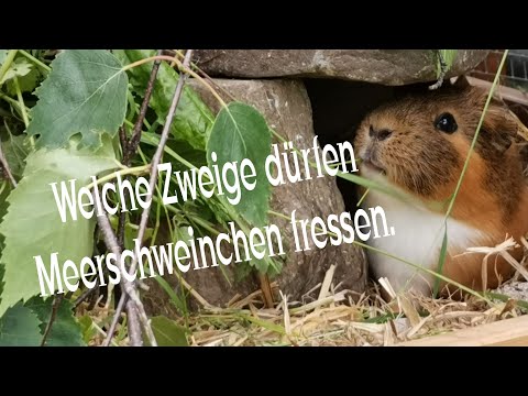 Meerschweinchen Fütterung von Linde, Buche, Haselnuss, Obstbaum ... Welche Zweige dürfen ins Gehege?