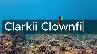 EP8 - The Marine life exposed