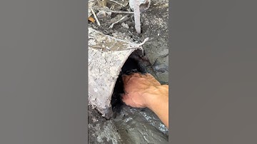 Bắt cá mắc cạn trong ống cống