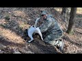 Cacería de armadillo con perros