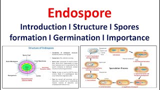 Endospore | Introduction | Structure | Spore formation | Germination | Significance |