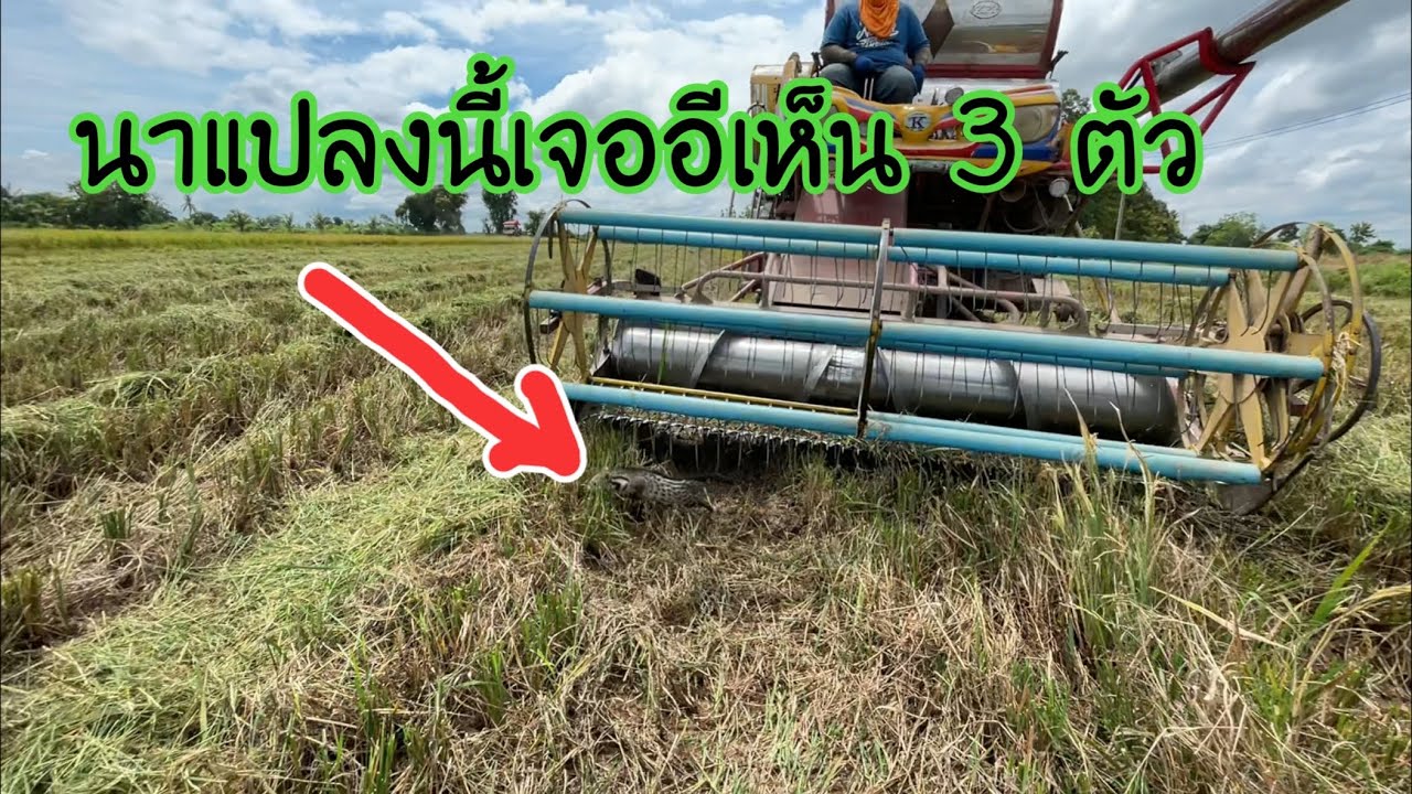 เจออีเห็น 3 ตัวเลยครับแปลงนี้ปล่อยครับดูเพื่อความสวยงาม