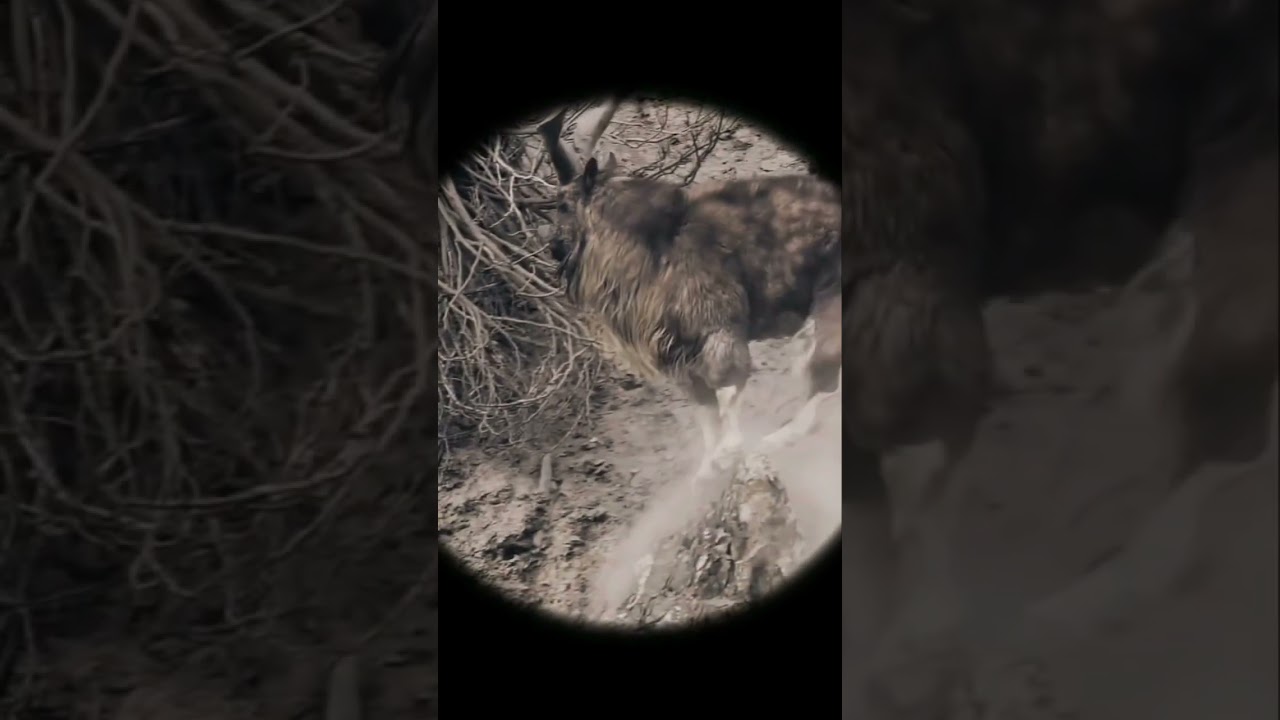 Markhor show his own unique style 