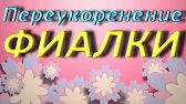 Орхидеи,узамба́рские фиалки,Самара🌺