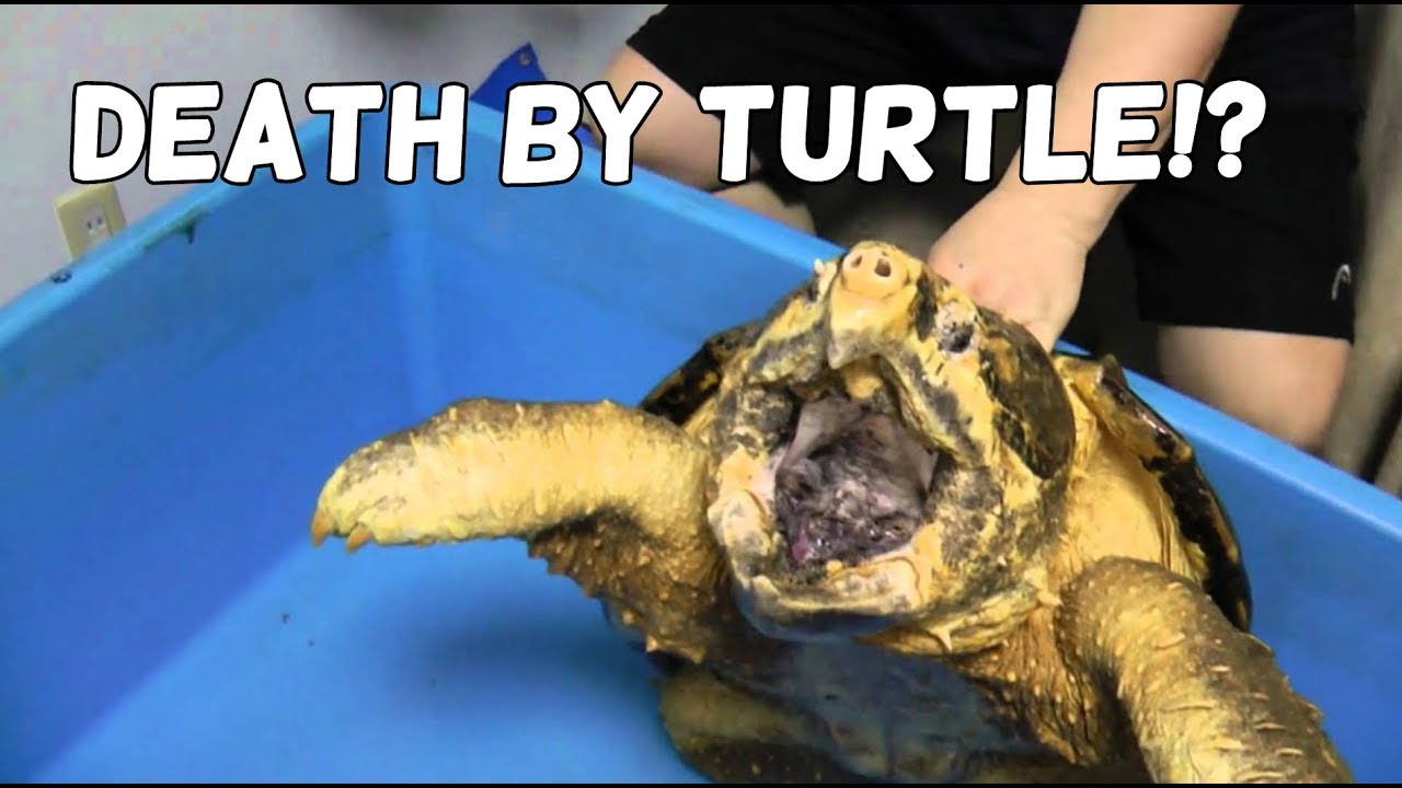 Can a Turtle Kill You? 🤔 YouTube