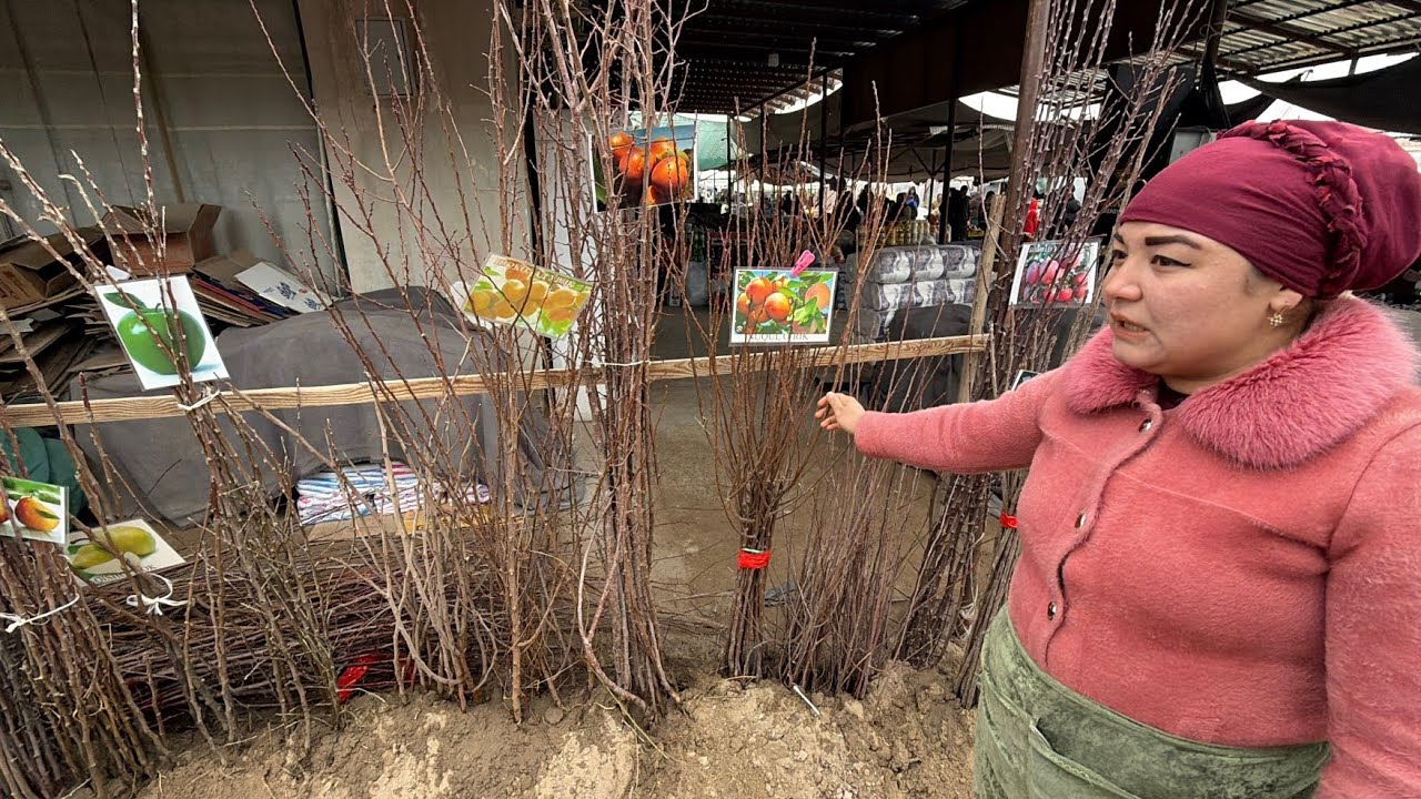 3 марта 2026 г. ТУРТКУЛЬ НАЛ БОЗОР НАРХЛАРИ